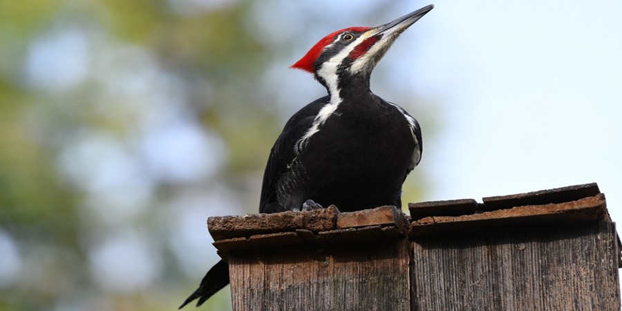 Woody Woodpecker / pica-pau-bico-de-marfim/Cortesia Editorial Pixabay/iStock