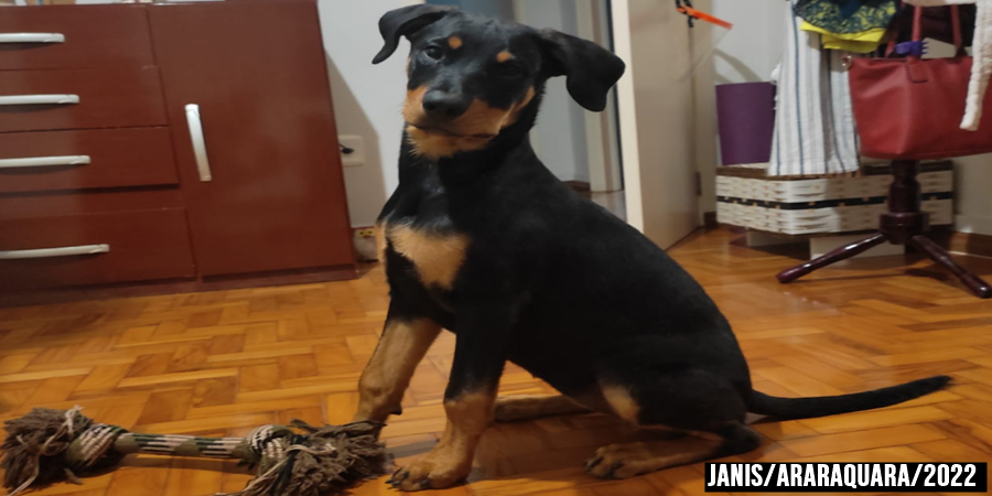 A cadela Rortwailller tem apenas 4 meses, seu dono Robson Santos ,39 relembra sua infancia com as brincadeiras da Janis.